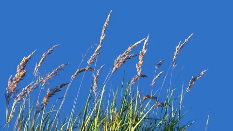 Close up of High Grass Isolated with alpha mask Blowing On The Wind Stock Footage 94586969