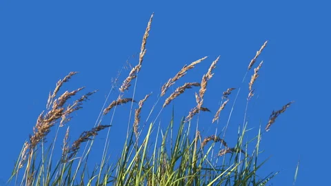 Close up of High Grass Isolated on Chroma key background  Blowing On The Wind Vidéo 94528340