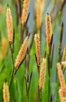 Close up of high grass - shallow depth of field Stock Photos