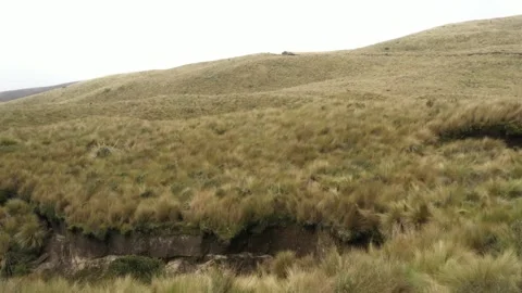 Close up of the high grass typically present at high altitudes while flying over Stock Footage 142756129