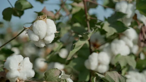 Close-up. High-quality cotton box, ready for harvesting. cotton in the details 스톡 동영상 161722241