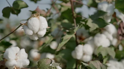 Close-up. High quality cotton box, ready for harvesting. cotton in the details Vídeos de archivo 168555564