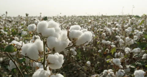 Close-up of high-quality cotton boxes ready for harvesting. Cotton plantation Stock Footage 140786601