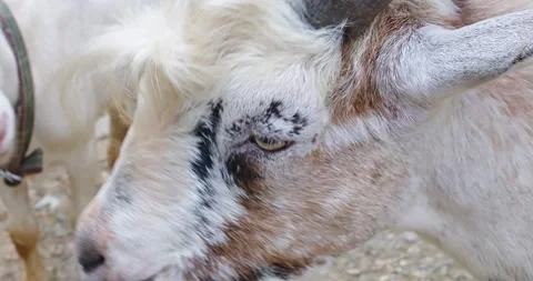 Close-up high quality profile shot of a white goat. Stock Footage 245415454