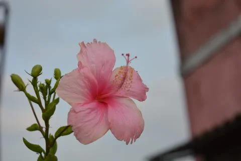 Close up of high resolution baby pink china rose Hibiscus rosa sinensis flower Stock Photos