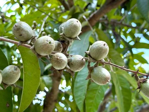 Close up high resolution photo of clusters of unripe fruits on a branch, surr Foto stock