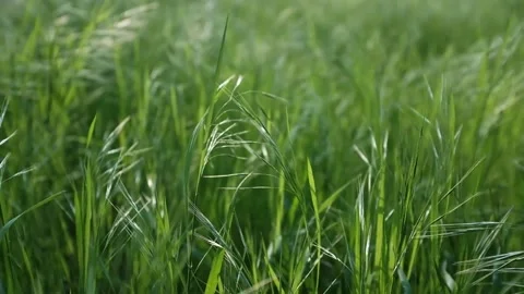 Close up of high wild grass in field or meadow as wind blows. Stock Footage 316920431