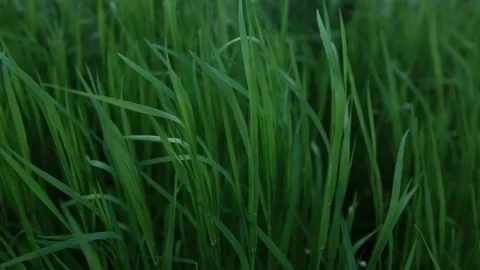 Close up of high wild grass in field or meadow as wind blows. Video stock 316920438