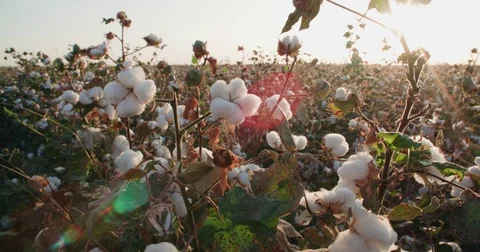 Close-up of the highest quality cotton is ready to harvest field 動画素材 80312258