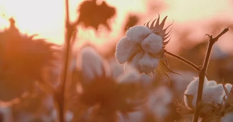 Close-up of the highest quality cotton ready for harvest sunset time Stock Footage 80520330