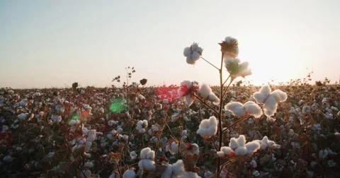 Close-up of the highest quality cotton is ready to harvest field Stock Footage