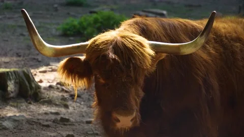 Close up of  Highland bull Stock Footage 252103667