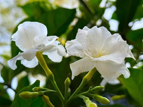 A close-up highlights the intricate details of crape jasmine blossoms, their  Stock Photos