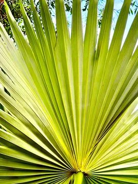 Close-up highlights the intricate linear patterns and radiating form of a viv Foto stock