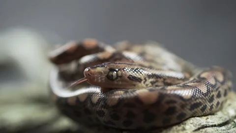 Close up of the highly toxic Australian King Brown Snake Stock Footage 148535649