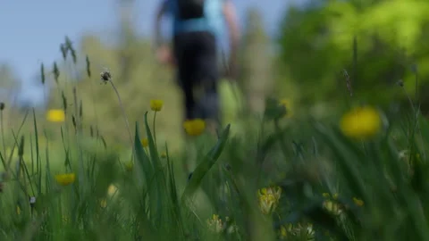 Close-Up of Hiker Walking Through a Flowering Meadow Stock Footage 300276326
