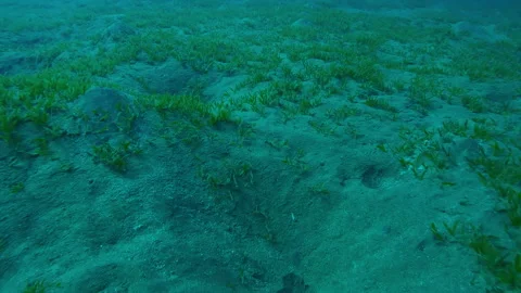 Close-up of hilly sandy bottom covered with Smooth ribbon seagrass in depth sea Stock Footage 309594378