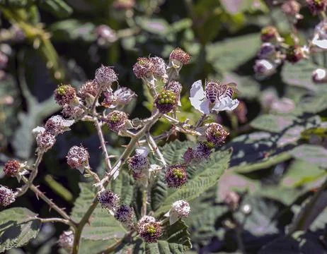 Close-up of the Himalayan blackberry or Rubus armeniacus flowers blooming i.. Stock Photos