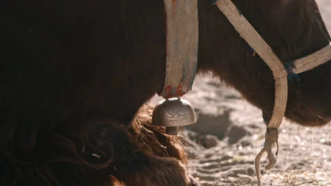 Close-Up of Himalayan Yak Neck Bell Stock Footage 308994372