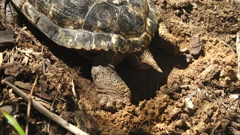 Close-up of the hind part of a Red Eared Slider Turtle laying an egg. Stock Footage