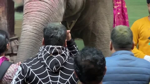 Close Up Hindu Devotees Touching Decorated Elephant Raman Reti Stock Footage 329167994