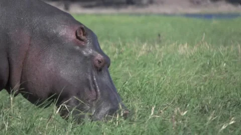 Close Up of Hippo eating Stock Footage 142486622