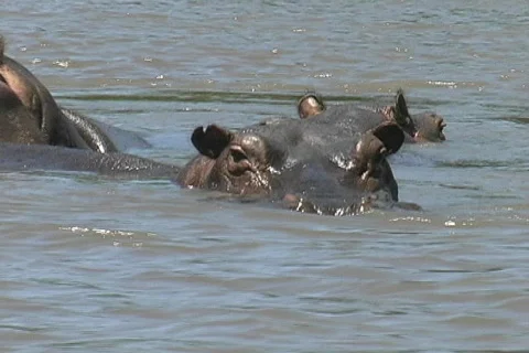 Close up Hippo Stock Footage 116198