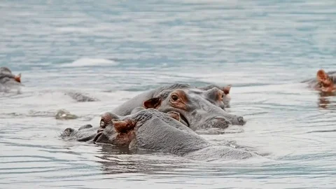 Close-up of hippo Stock Footage 73353606