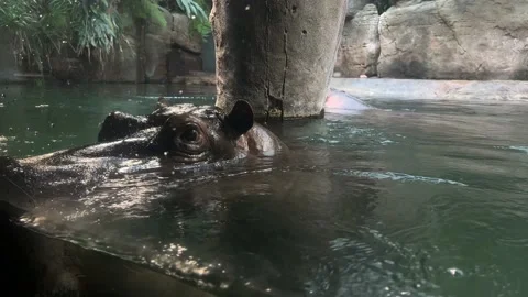 Close-up of a hippo in the water looking at the camera. 4K footage  Stock Footage 234048973