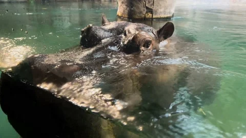 Close-up of a hippo in the water looking at the camera. 4K video  Stock Footage 234048985