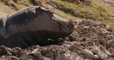 Close-up of a hippopotamus's muzzle. Hippo lying in the mud slow motioin 120 fps Stock Footage 251727779