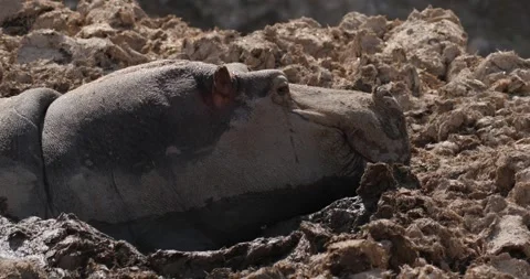Close-up of a hippopotamus's muzzle, slow motion 120 fps Stock Footage 251727448