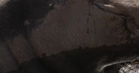 Close-up of a hippopotamus's muzzle, slow motion 120 fps Stock Footage 251727455