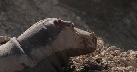 Close-up of a hippopotamus's muzzle, slow motion 120 fps Stock Footage 251727556