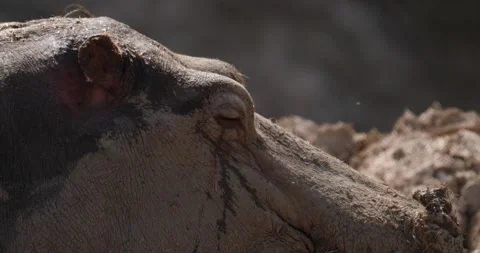 Close-up of a hippopotamus's muzzle, slow motion 120 fps Video stock 251727645