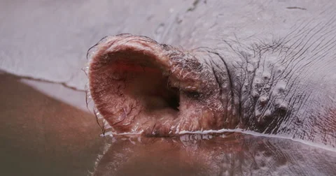 Close-up of hippo's ear Vídeo Stock 61258195