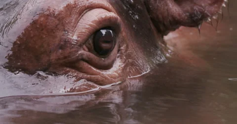 Close-up of hippo's eye Vídeo Stock 61258091