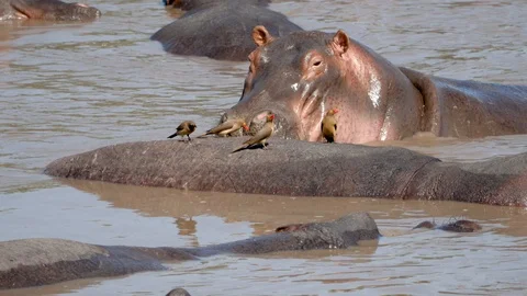 Close Up Of Hippos In The River And Birds Eating Parasites From Animal Skin Stock Footage