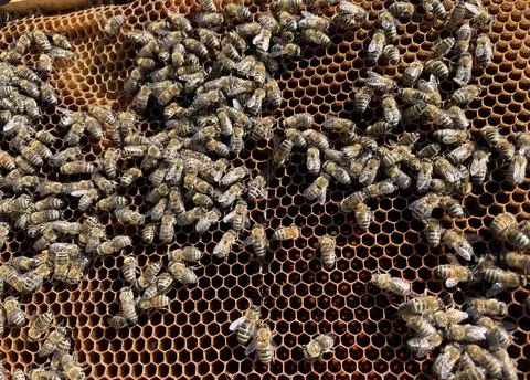 Close up of a hive, holding hive frame with honeybees Stock Photos