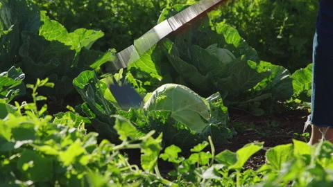 Close on hoe cutting and removing cabbage head off plant in slow motion Stock Footage 248163246