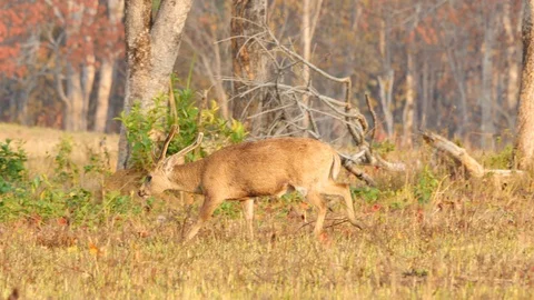 Close up Hog Deer (Axis porcinus) male eating grass in forest in the morning. Stock Footage 126551797