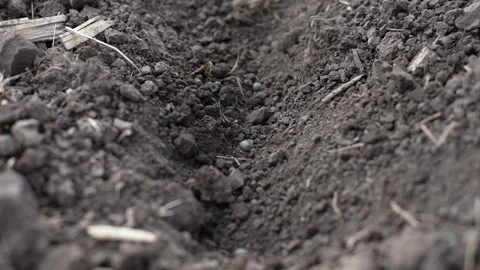 Close up of hole with soybean grain in ground Stock Footage 275168011