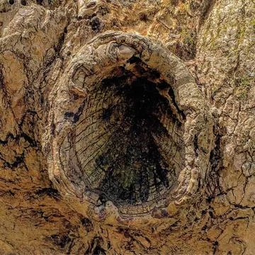 Up close Hole in Tree Stock Photos