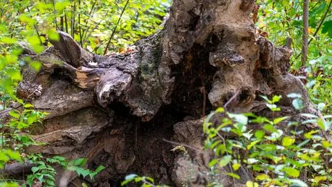Close-Up of Hollow Rotted Tree Trunk  Rustic Decay Texture Photography Stock Photos
