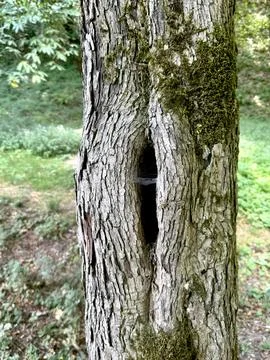 Close Up of Hollow Tree Trunk with Moss and Spider Web in Woodland. Stock Photos