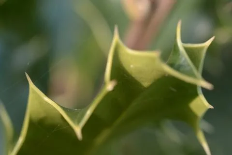 Close up of holly leaf Stock Photos