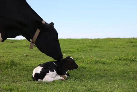 Close up of Holstein cow head as she watches over her newborn calf Fotos de archivo