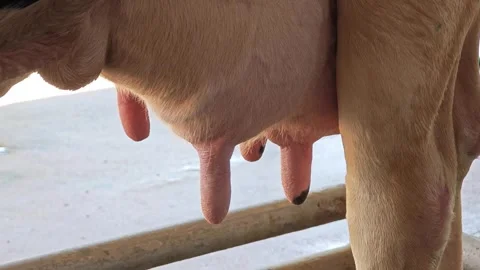 Close up of holstein cow udder. Stock Footage 306759806