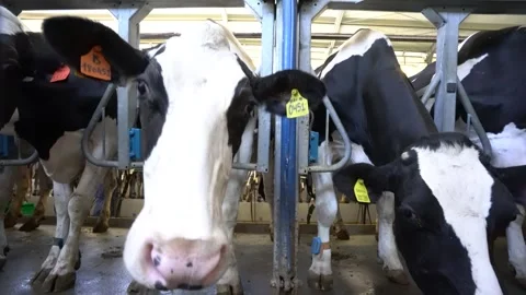 Close-up of Holstein dairy cows in barn stalls Stock Footage 340519364