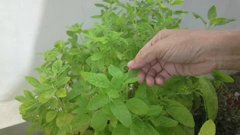 Close-up of Holy Basil Leaves Swaying in Natural Light Stock Footage 310037073